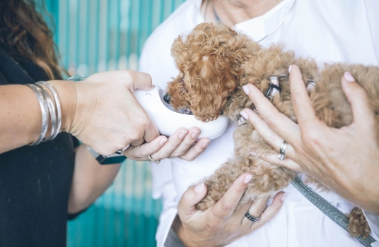 Veterinärmedizin Tierarzt behandelt Hund 